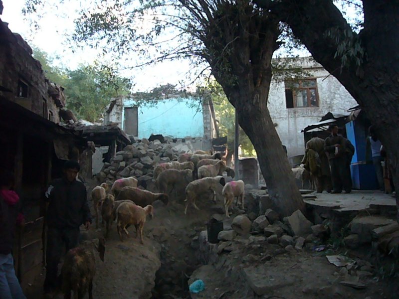 Travel - India - Ladakh - Streets of Leh